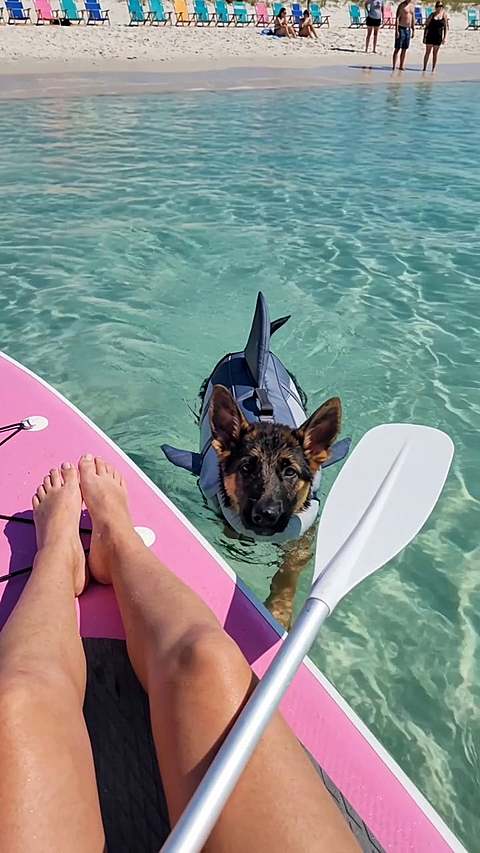Pet swimming supplies